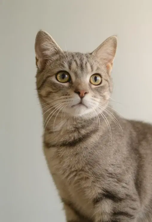A feline companion