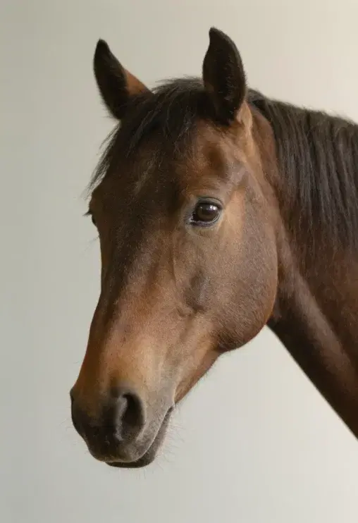 An equine companion